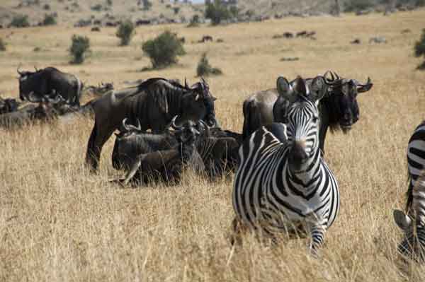 Cebra y Antílopes Ñu - reserva nacional de Masai Mara - Kenia.jpg